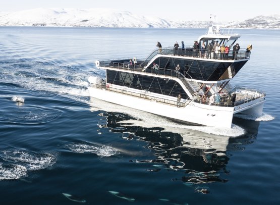 Tromsø Wildlife Cruise & Northern Lights